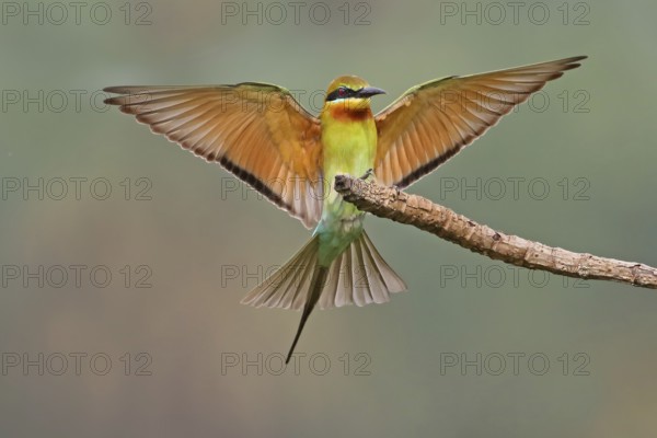 Blue-tailed Bee-eater (Merops philippinus), Penang, Malaysia