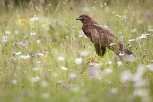 Common Buzzard (Buteo buteo) in a flowering meadow, Asturias, Spain