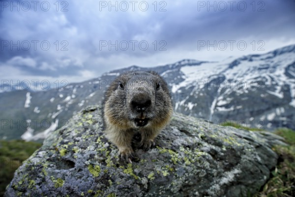 Cute fat animal Marmot, sitting on the stone with nature rock mountain habitat, Alp, Austria.