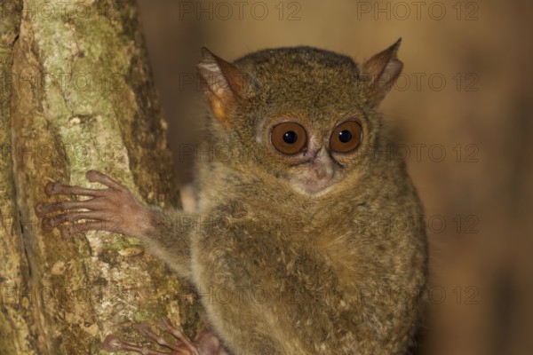Sulawesi-Koboldmaki, Tarsius spectrumgurskyae Gursky's spectral tarsier, Tarsius spectrumgurskyae