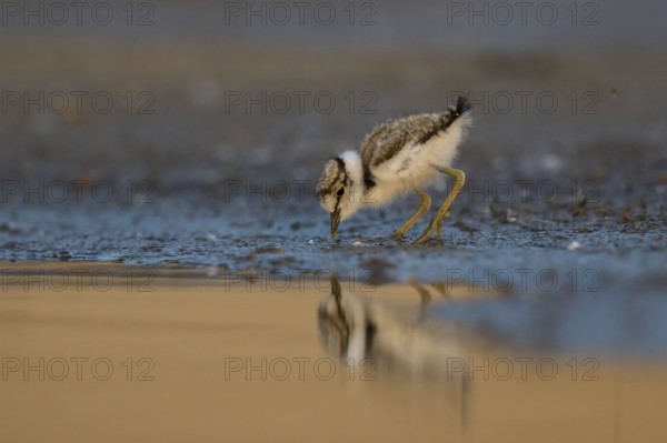 Little Ringed Plover (Charadrius dubius) chick at a waterhole, North Rhine-Westphalia, Germany