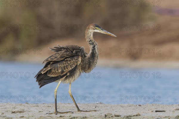 Purple Heron (Ardea purpurea) foraging, Eilat, Israel