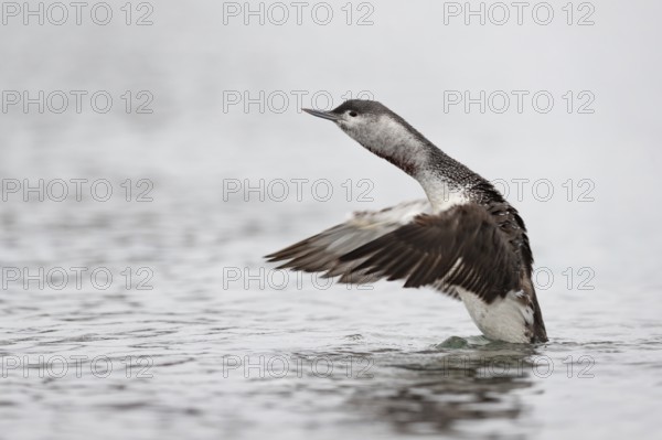 Red-throated Loon (Gavia stellata), Schleswig-Holstein, Germany