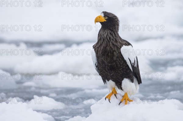 Steller's Sea Eagle (Haliaeetus pelagicus) on snow, Hokkaido, Japan