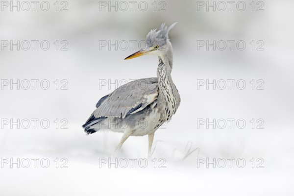 Grey Heron in white snow, wind during cold winter. Wildlife scene from Poland nature. Snow storm