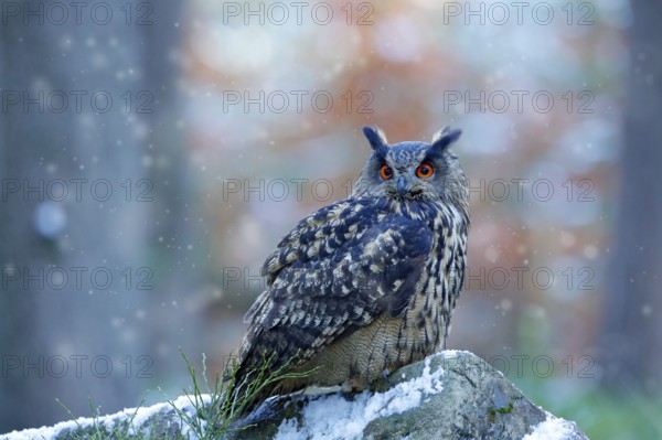 Eagle Owl, Bubo bubo, snow and light, winter forest habitat in background, white trees. Wildlife