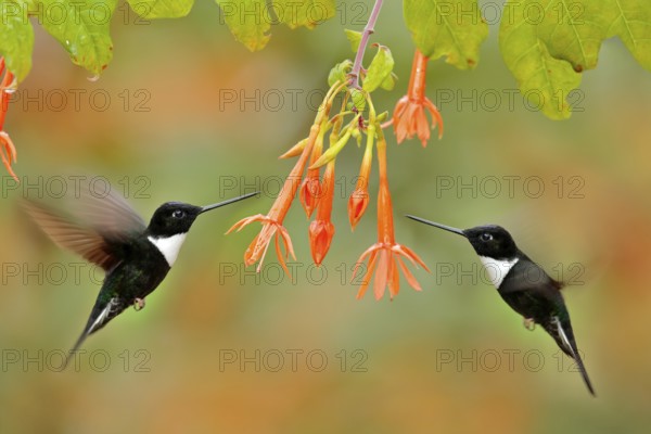 Hummingbird with flower. Collared Inca, Coeligena torquata, dark green black and white hummingbird