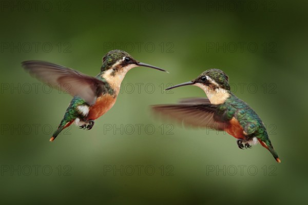 Santa Marta Woodstar (Chaetocercus astreans) females flying, Colombia