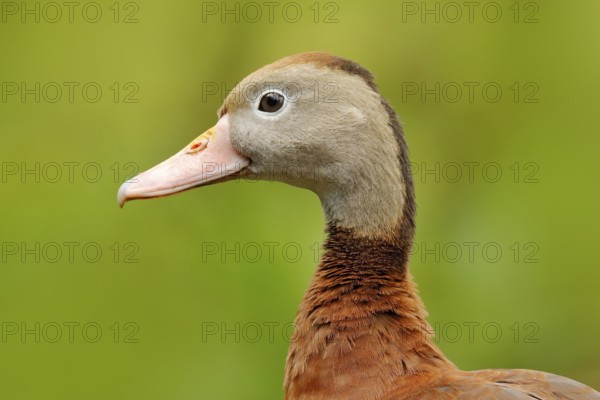 Black-bellied Whistling-Duck, Dendrocygna autumnalis, brown bird in the water march, animal in the