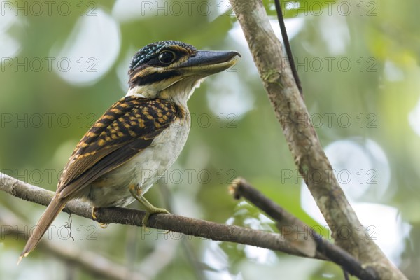 Hook-billed Kingfisher (Melidora macrorrhina) perched on a branch in Papua New Guinea