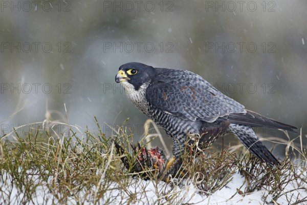 Peregrine Falcon, bird of prey sitting in grass during winter with snow, Germany. Falcon witch