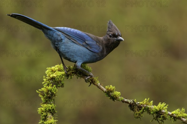 A Steller's Jay (Cyanocitta stelleri) perches on a mossy branch in Victoria, British Columbia,