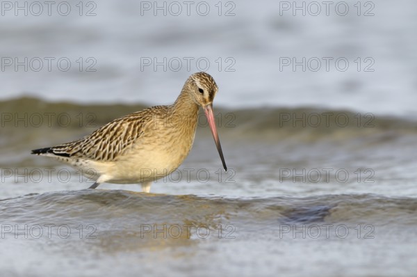 Pfuhlschnepfe (Limosa lapponica), Bar-tailed Godwit, Altvogel im Schlichtkleid, am Strand der