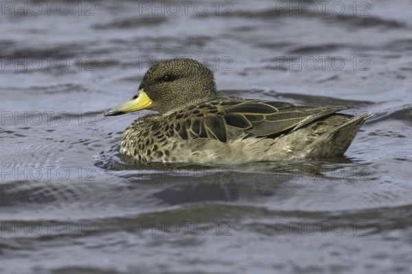 Yellow-billed Teal (Anas flavirostris), Falkland Islands