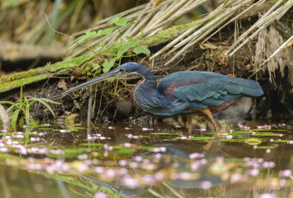 Agami Heron (Agamia agami) - Laguna Lagarto Lodge near Boca Tapada, Costa Rica