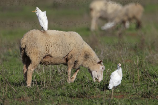 Kuhreiher; lat. Bubulcus ibis; nutzen die weidenden Schafe zur Nahrungsfindung
