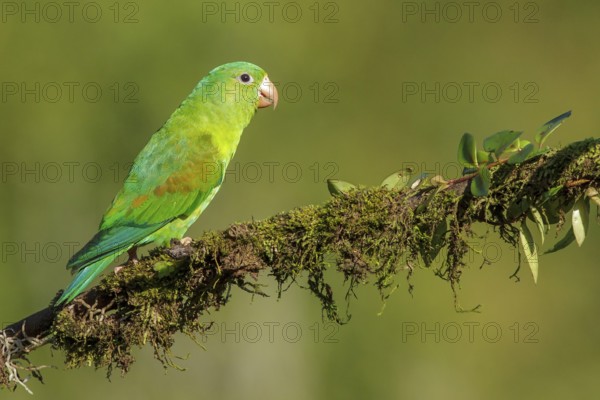 Orange-chinned Parakeet (Brotogeris jugularis) perched on a branch in Costa Rica