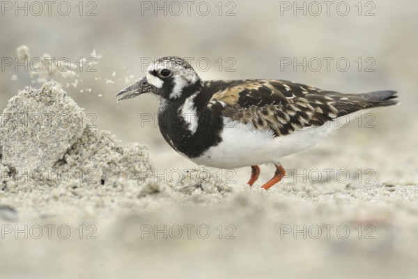 Ruddy Turnstone (Arenaria interpres), Schleswig-Holstein, Germany