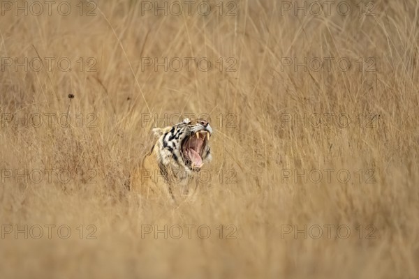 Bengal tiger (Panthera tigris tigris), lying in tall grass, yawning, showing tongue and teeth,