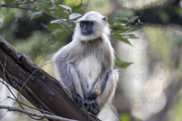 Northern plains gray langur (Semnopithecus entellus), sitting on tree, Bandhavgarh National Park,