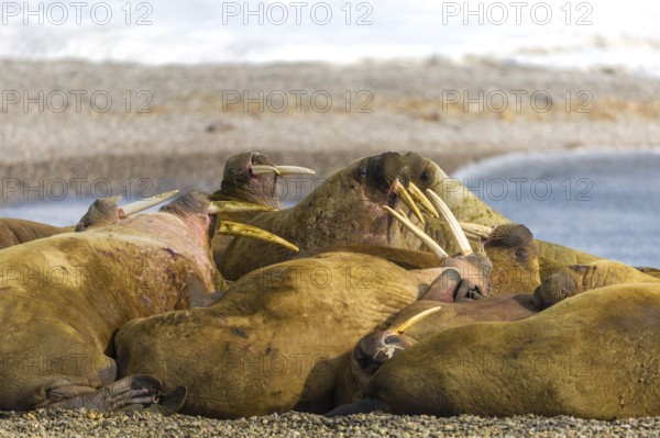 Group of walruses (Rosmarus arcticus) on the beach, Mammals (Mammalia), Eolusneset, Spitsbergen,