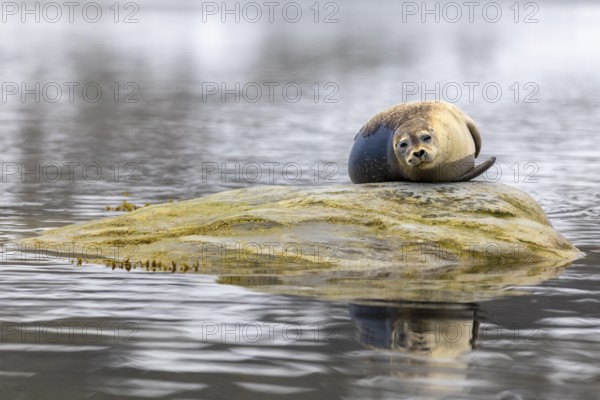 Harbour seal (Phoca vitulina) lying on a stone in the water, Mammals (Mammalia), Gravnesodden,