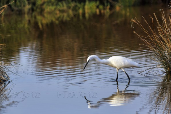 Little Egret (Egretta garzetta) in the pond, looking for food, Pont de Gau Bird Park, Camargue,