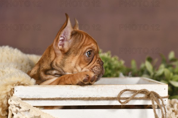 Side view of cute Mocca French Bulldog dog puppy in box with natural boho style decoration in front