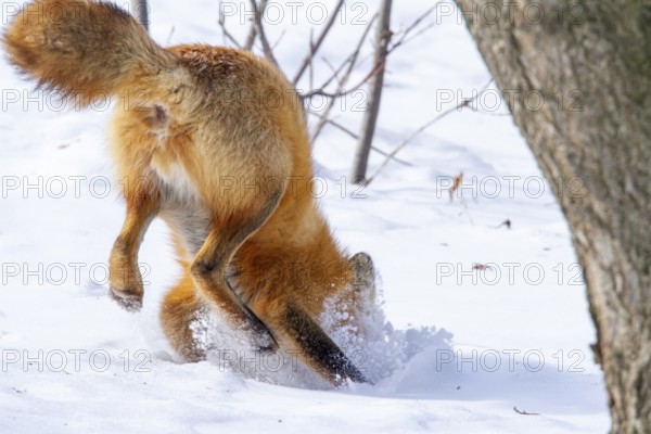 Red fox (vulpes vulpes), Fox hunting eastern gray squirrel (sciurus carolinensis) in winter.