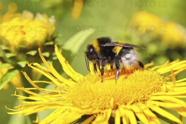 Earth bumblebee (Bombus terrestris), collecting pollen on a yellow flower of a Great Telekie