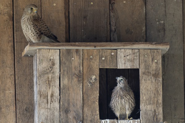 Kestrel (Falco tinnunculus) female and young bird at the incubator, village in Münsterland, North