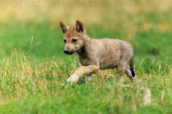 A wolf pup runs curiously through the grass, Timberwolf, wolf, American wolf, (Canis lupus lycaon),