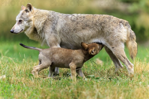 Puppy drinking milk from mother wolf in the meadow, Timberwolf, wolf, American wolf, (Canis lupus