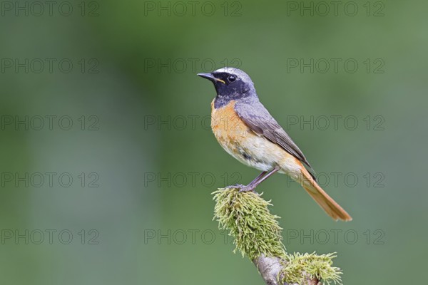 Redstart (Phoenicurus phoenicurus), male on a mossy branch, songbird, wildlife, Siegerland, North