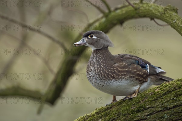 Beautiful to look at... Brown duck (Aix sponsa), as a wild bird rare captive refugee in Europe,