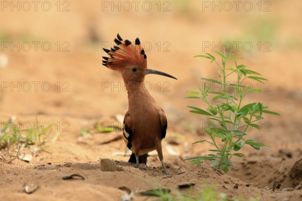 African hoopoe (Upupa africana), adult, alert, bonnet up, on ground, foraging, Kruger, Kruger