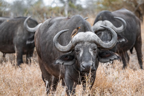 Cape buffalo (Syncerus caffer caffer) with yellowbill oxpecker (Buphagus africanus), Kruger