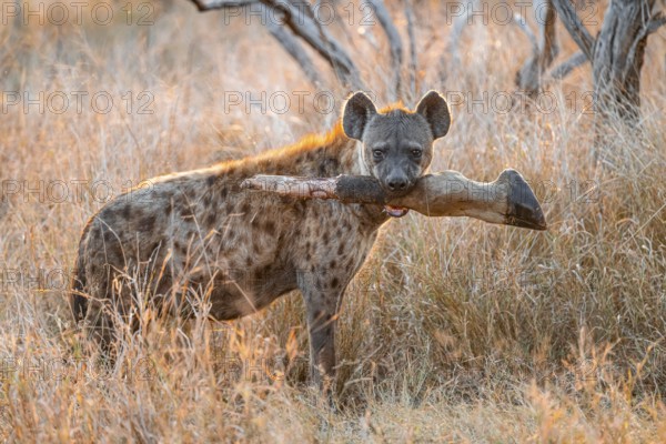 Spotted hyena (Crocuta crocuta) with the leg of a giraffe in its mouth, adult female in tall grass