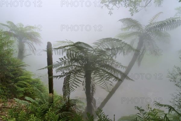 Mysterious, misty forest with fern trees and lush greenery, Te Manaroa Spring, hot spring, Waikite