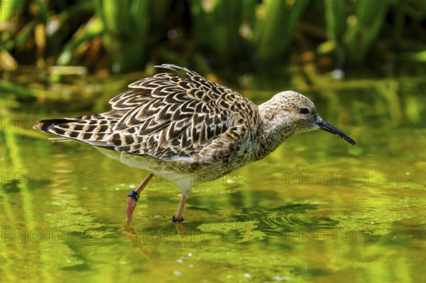 Bird with patterned plumage standing in green water, ruff (Calidris pugnax, Syn.: Philomachus