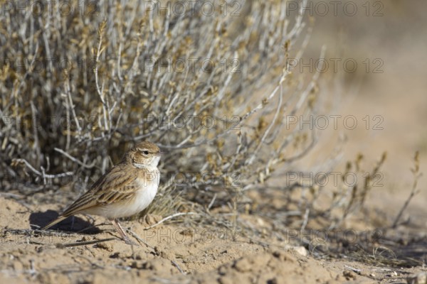 Fawn-colored Lark (Calendulauda africanoides), Northern Cape, Kgalagadi Transfrontier Park, South