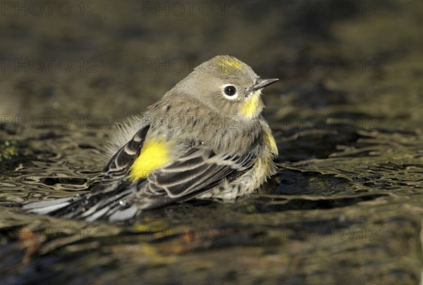 Audubon's Warbler (Setophaga auduboni), British Columbia, Canada