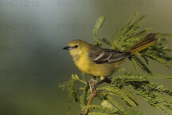 Hooded Oriole (Icterus cucullatus) female, California, USA