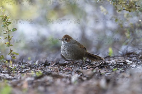 Rufous Bristlebird (Dasyornis broadbenti) perched on the ground, Victoria, Australia