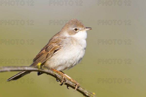 Common Whitethroat (Sylvia communis), Baden-Wuerttemberg, Germany