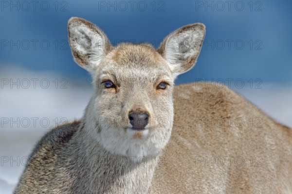 Hokkaido sika deer, detail portrait, in snow meadow, winter mountains and forest in the background.