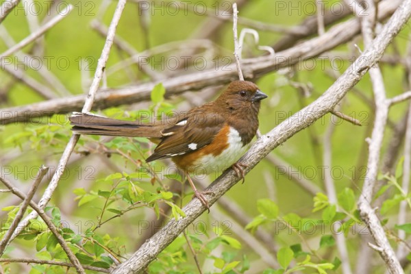 Eastern Towhee Pipilo erythrophthalmus Blue Ridge Parkway, North Carolina, United States 9 May