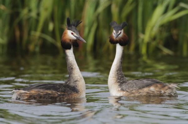 Great Crested Grebe (Podiceps cristatus), Texel, Netherlands