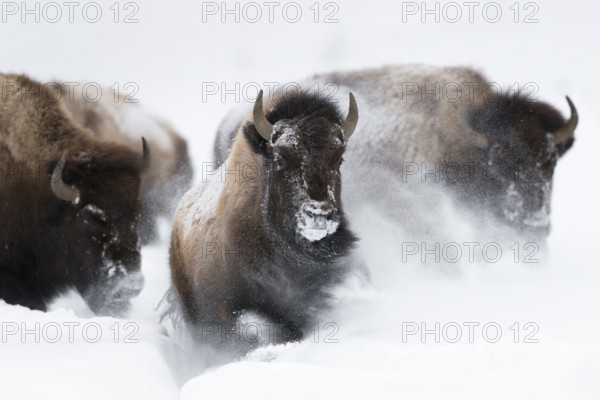 American Bison (Bos bison) tree adult close-up in deep snow, Yellowstone National Park, Wyoming,