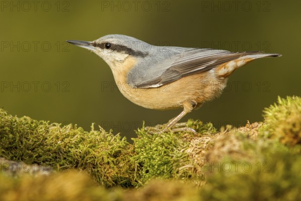Eurasian Nuthatch (Sitta europaea), over moss, Castilla Leon, Spain